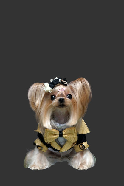 Small dog with a bow tie and decorative headband on a brown background