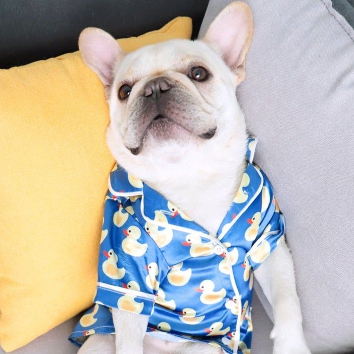 Dog wearing a blue pajama with duck pattern on a couch