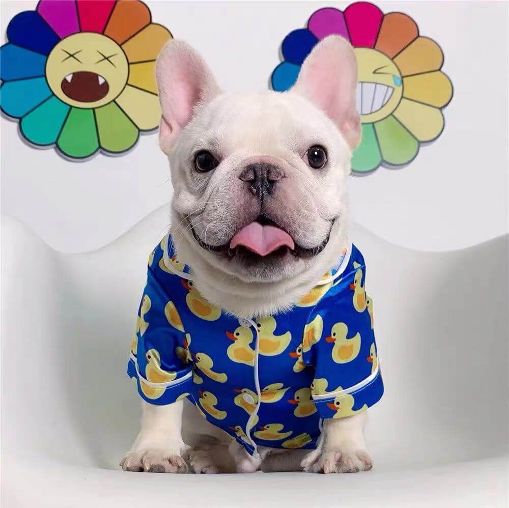 White dog wearing a blue outfit with yellow duck patterns, sitting in front of colorful flower decorations.