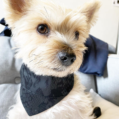 Small dog wearing a dark bandana sitting on a light-colored couch.