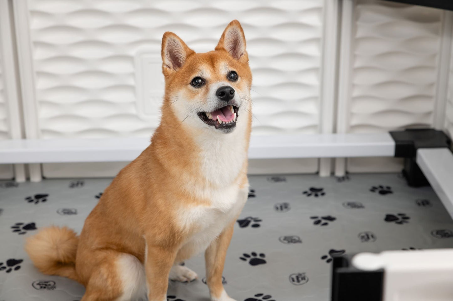 Shiba Inu dog sitting on a floor with paw prints, looking up.