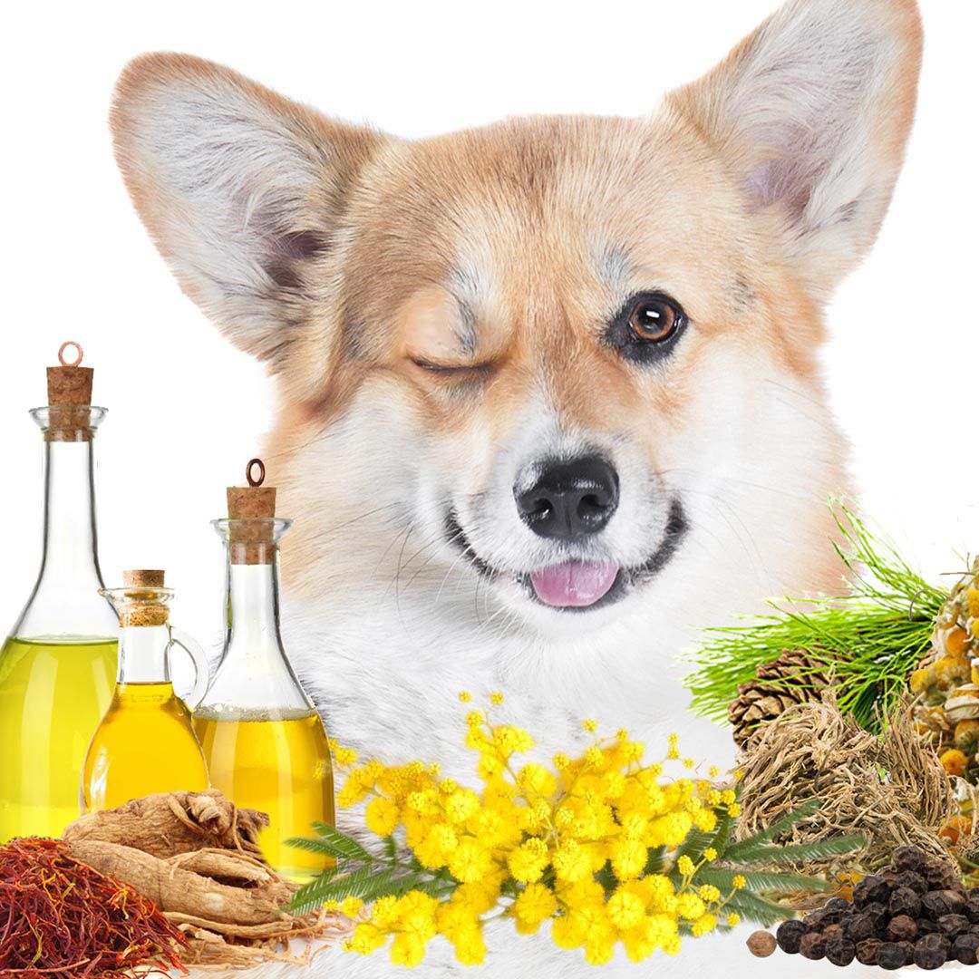 Dog with bottles of oil, flowers, and natural ingredients on a white background
