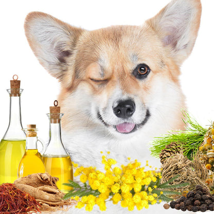 Dog with bottles of oil, flowers, and natural ingredients on a white background