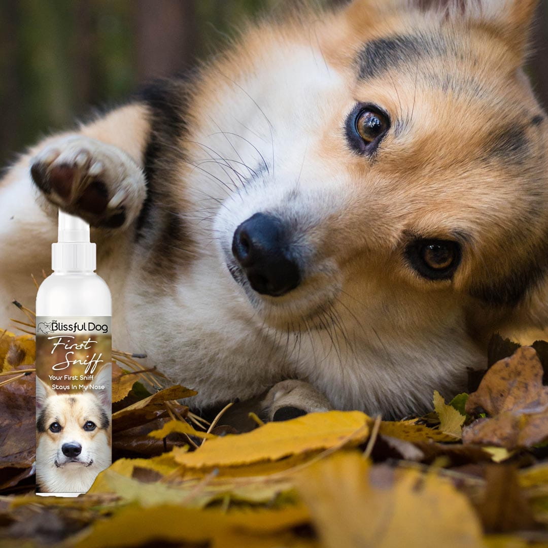 Dog lying on leaves with a bottle of 'Blissful Dog First Scent' spray in the foreground.