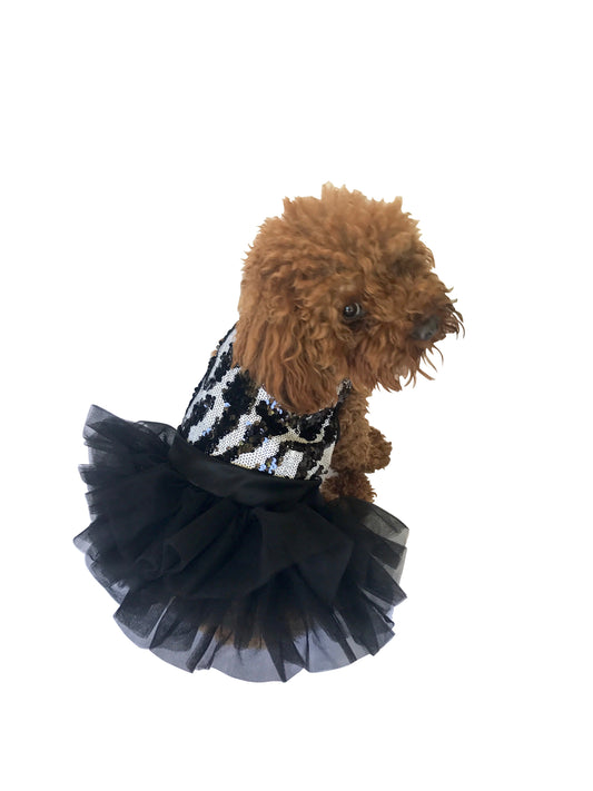 Small dog wearing a black and white checkered dress with a black tutu on a white background