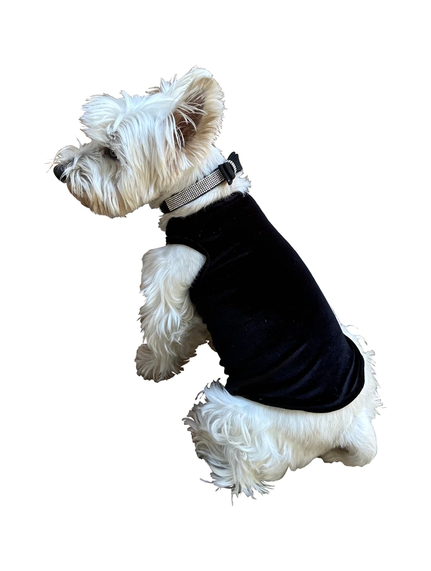 Small white dog wearing a black sweater on a white background