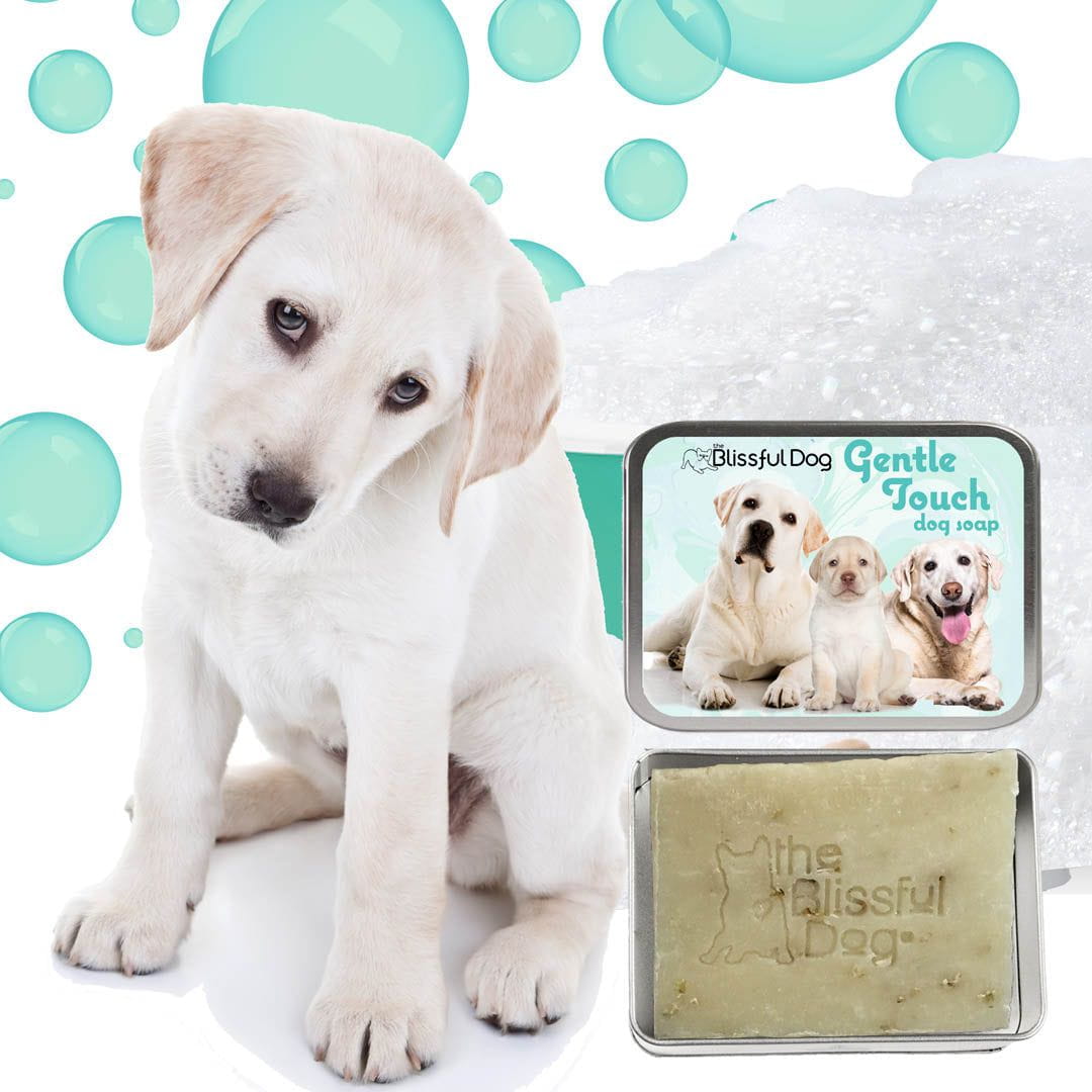 White dog with a bar of soap and packaging labeled 'The Blissful Dog' on a white background with green bubbles.