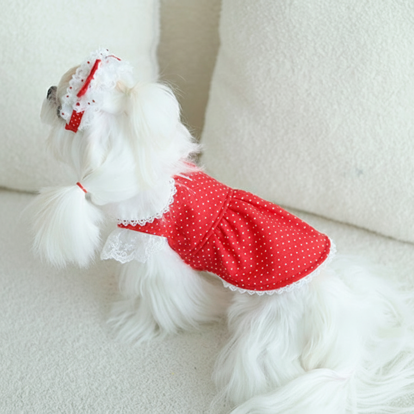 Small white dog wearing a red polka dot dress on a light background