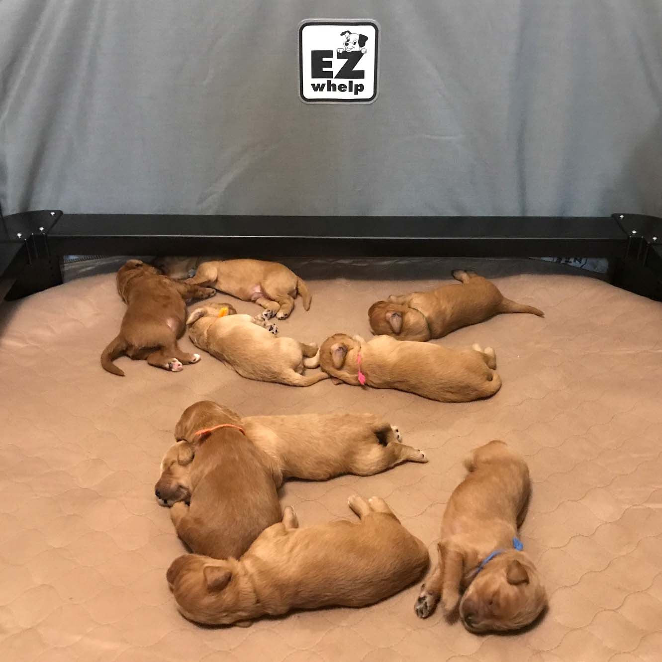 Group of puppies lying on a blanket with an EZ Whelp logo in the corner.