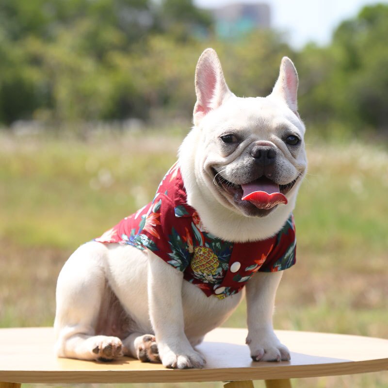 Dog wearing a colorful shirt sitting on a wooden surface with a blurred natural background