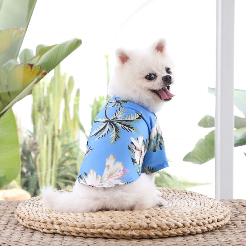 Small white dog wearing a blue floral shirt sitting on a woven mat with plants in the background