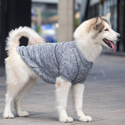 Dog wearing a gray coat standing on a sidewalk