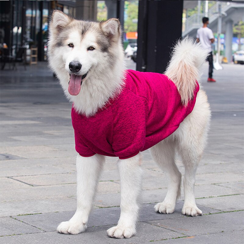 Dog wearing a pink sweater on a city street