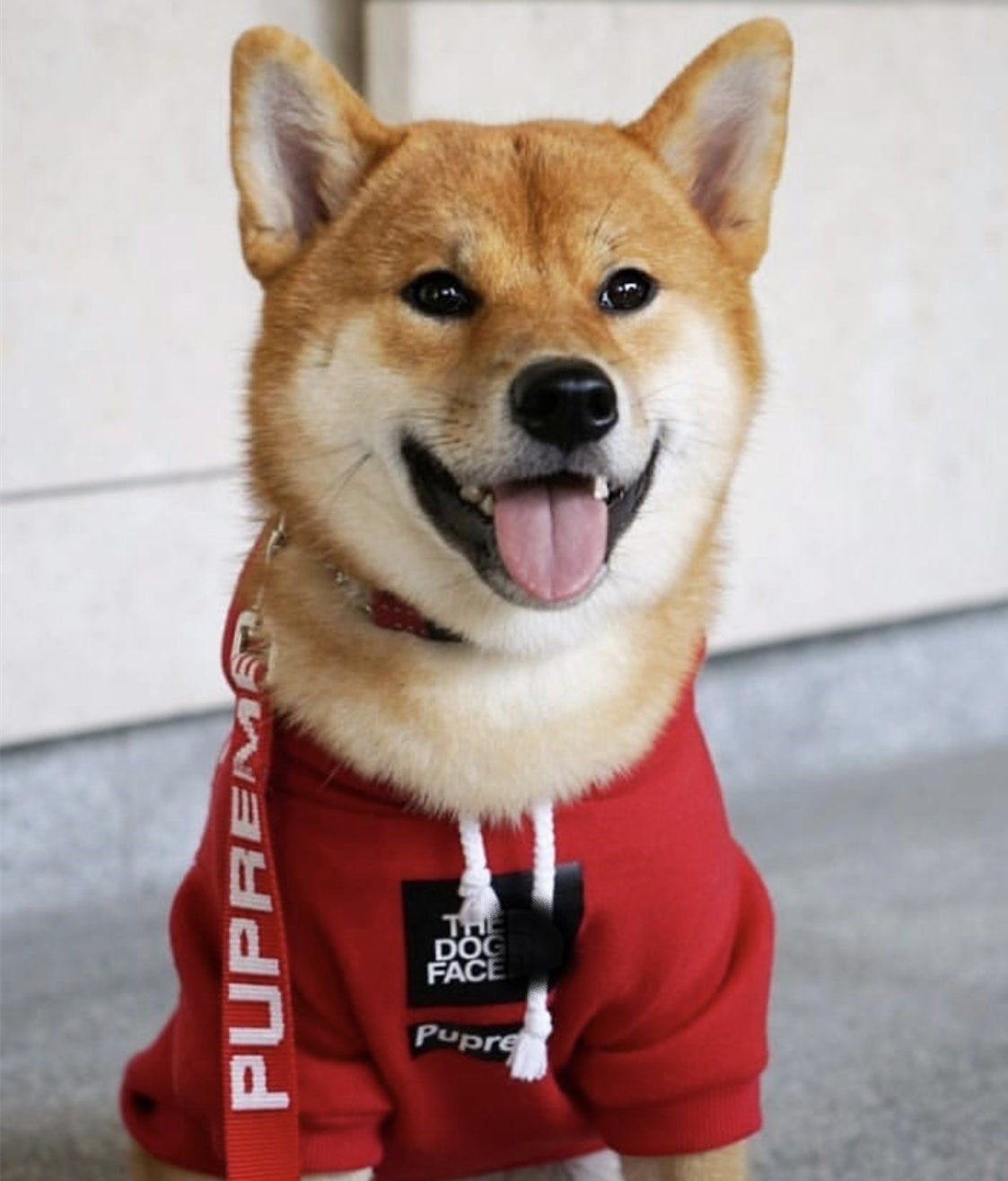 Dog wearing a red hoodie with visible branding on a light background