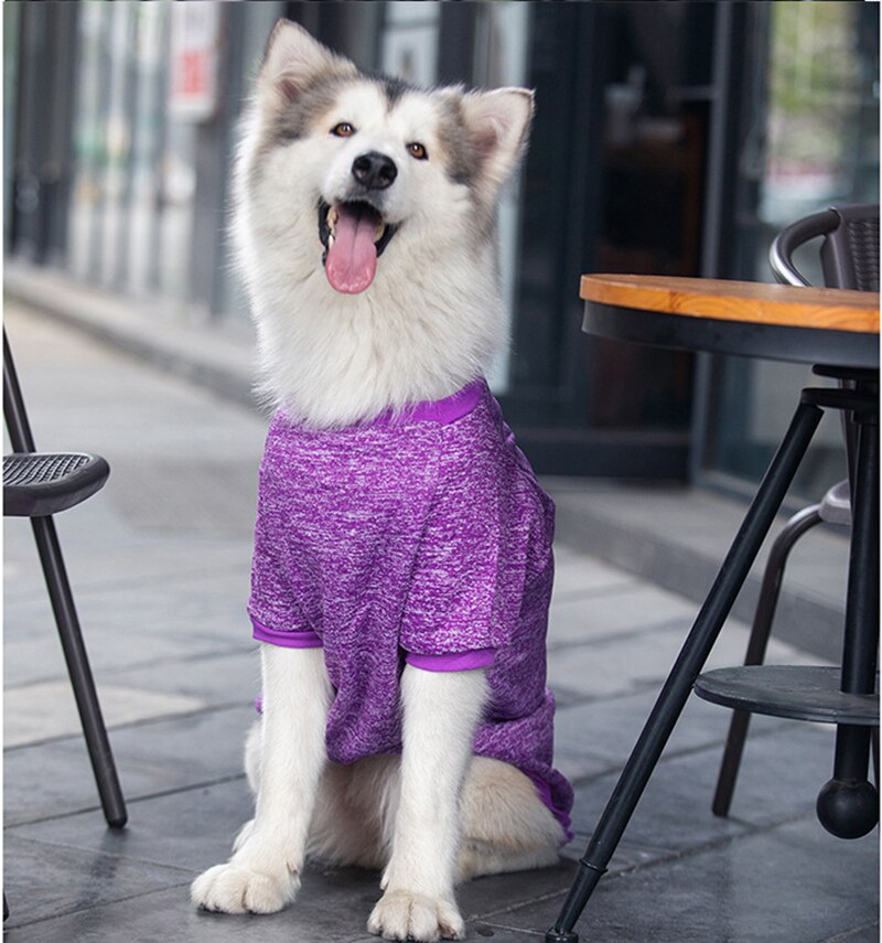Dog wearing a purple outfit sitting on a patio