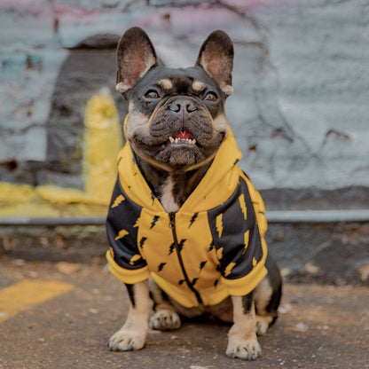 Dog wearing a yellow and black hoodie with lightning bolt patterns, standing on a street.