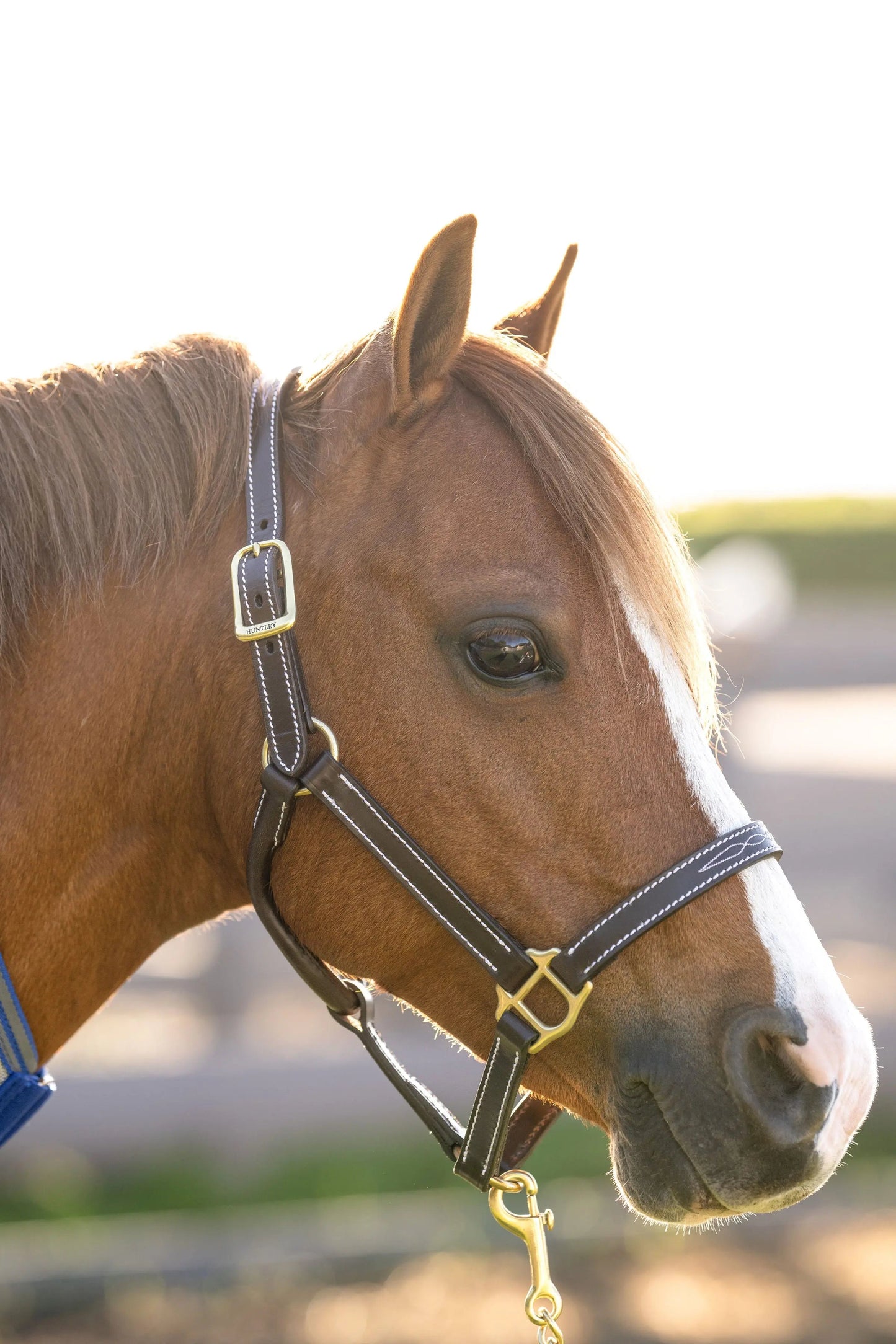 Close-up of a brown horse wearing a bridle with a blurred background