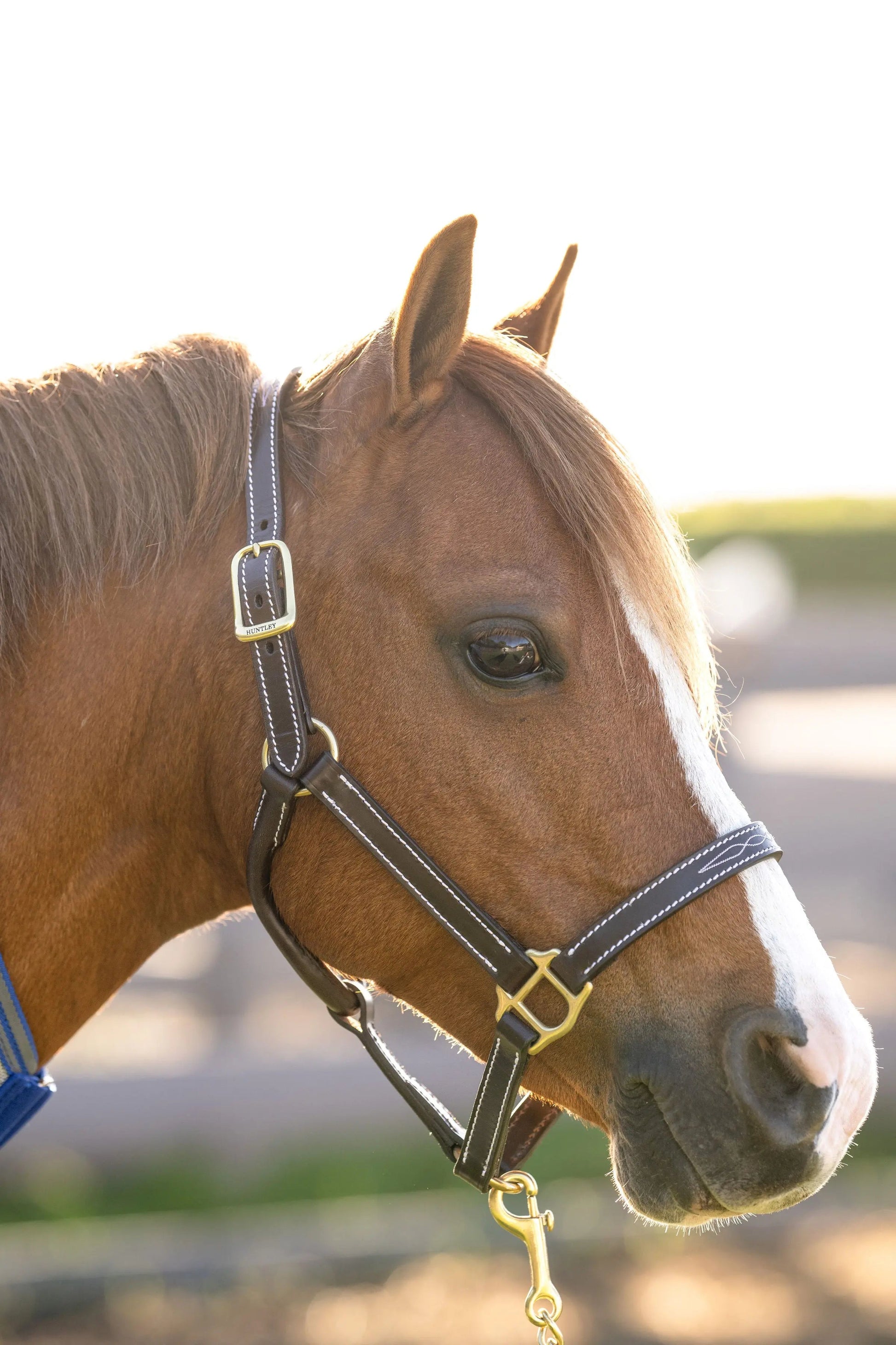 Close-up of a brown horse wearing a bridle with a blurred background