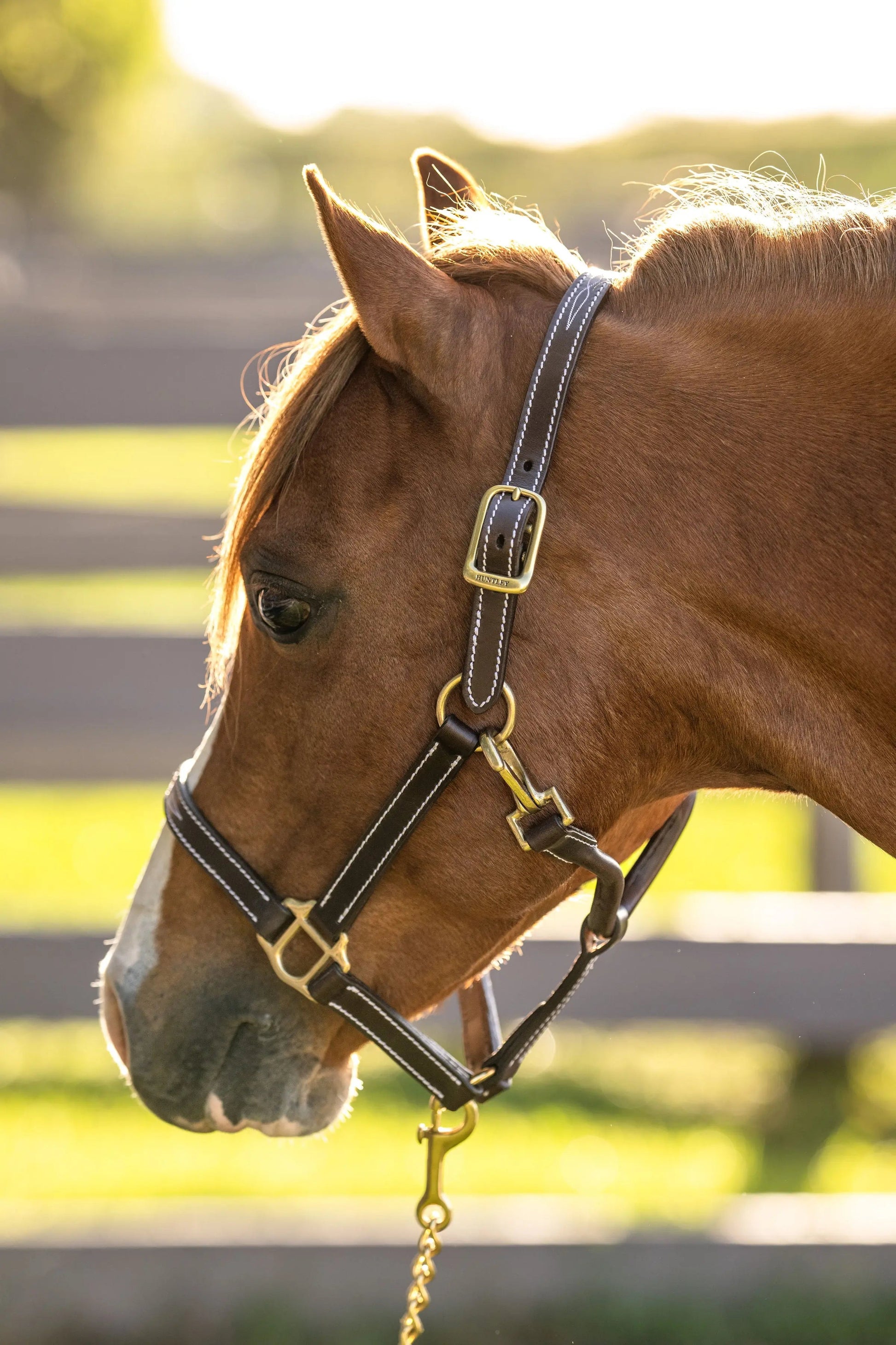 Close-up of a brown horse wearing a bridle with a blurred background