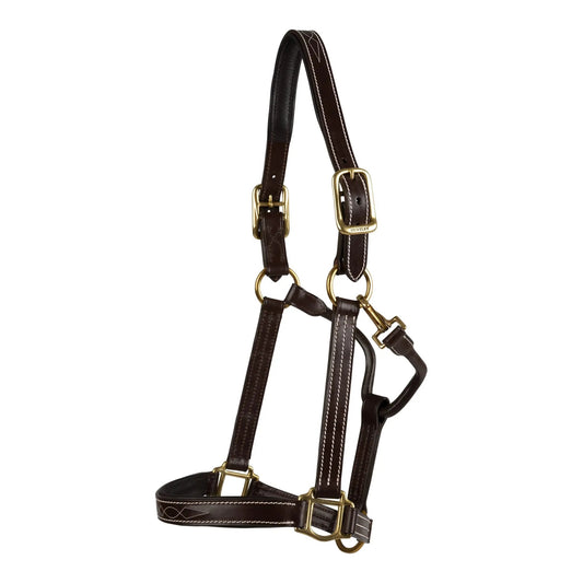 Brown leather horse halter with gold hardware on a white background