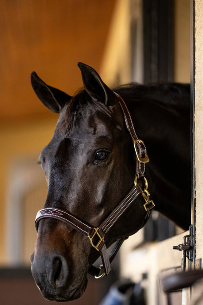 Horse peeking out from behind a stable door with a blurred background