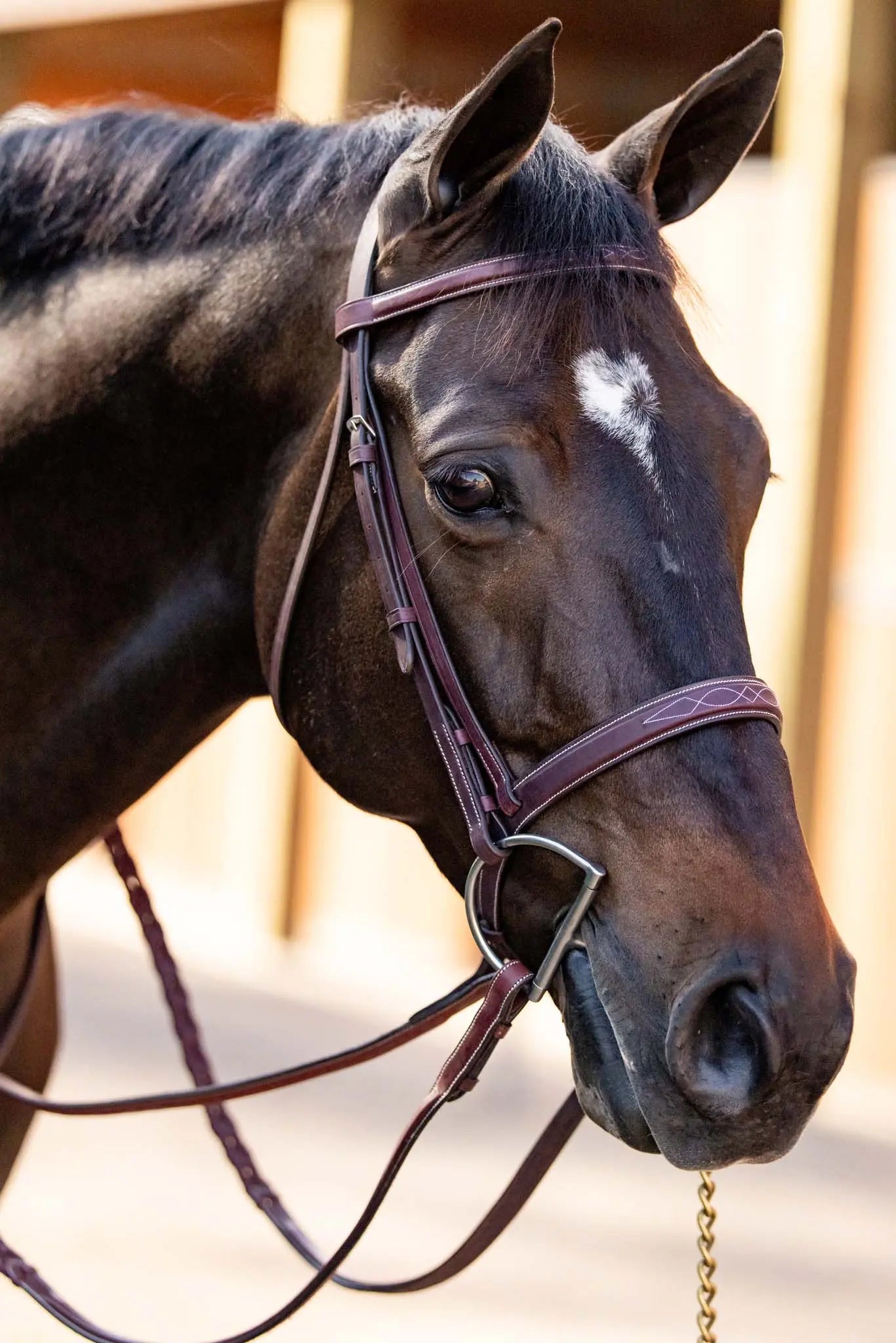 Close-up of a horse wearing a bridle with a blurred background