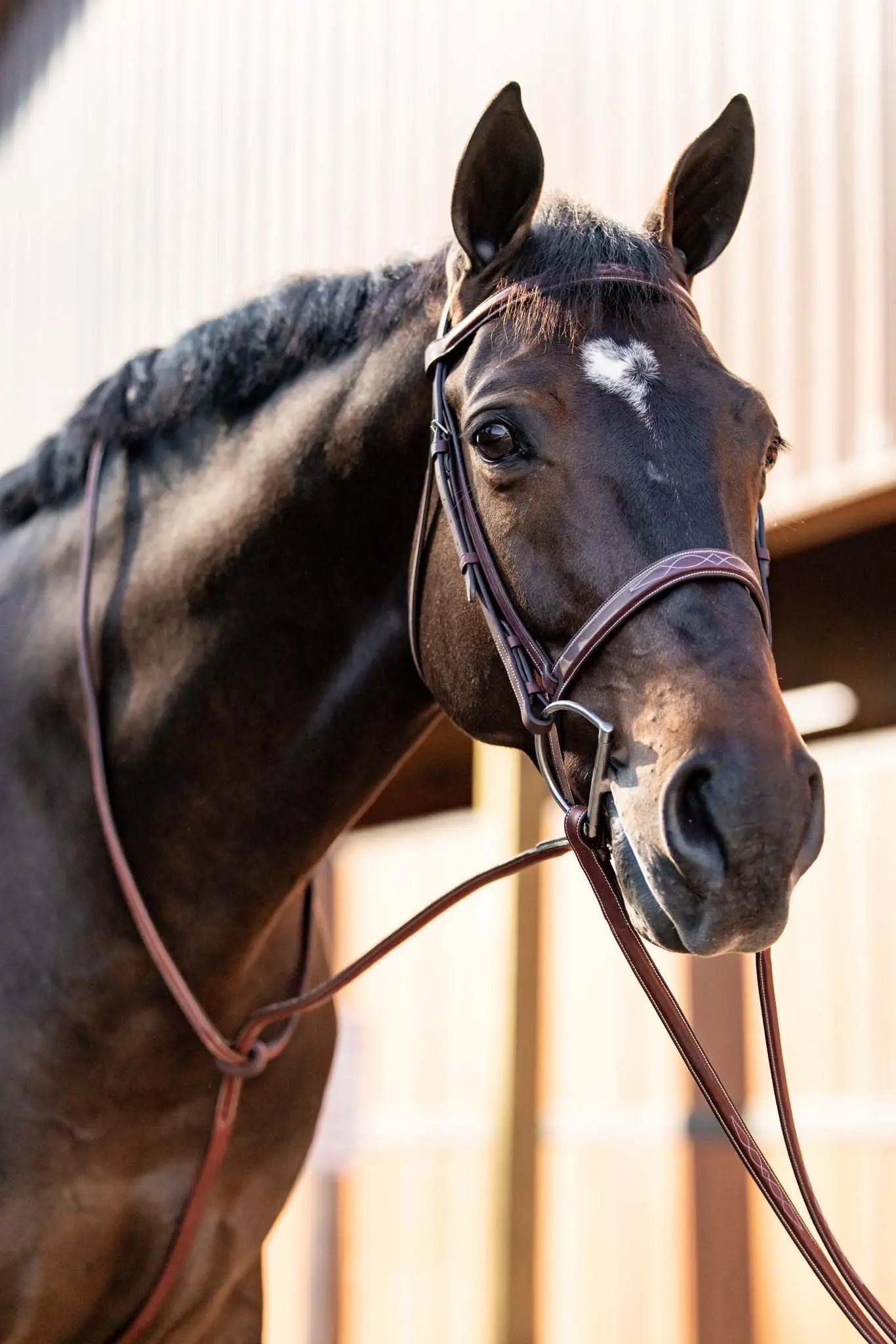 Close-up of a horse wearing a bridle with a blurred background