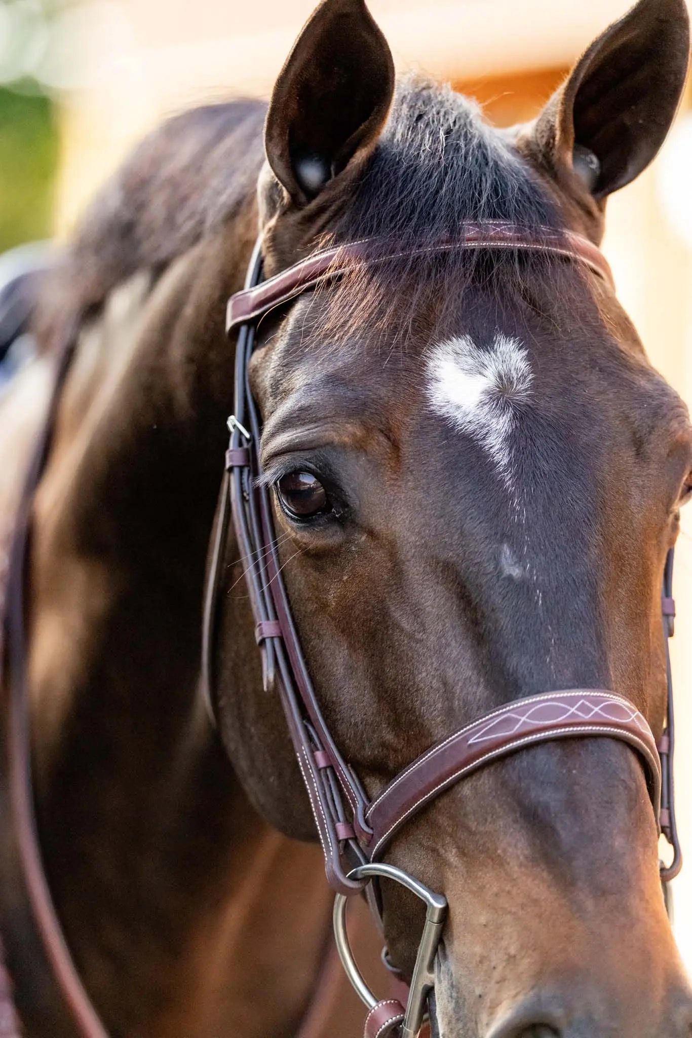Close-up of a horse's face wearing a bridle with a blurred background