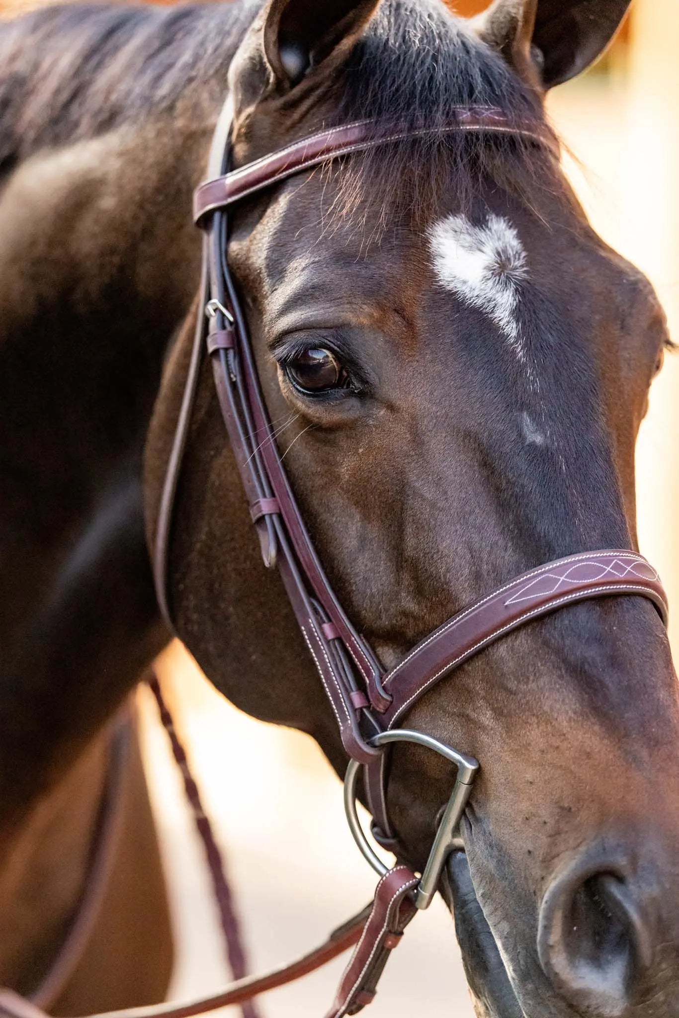 Close-up of a horse wearing a bridle with a blurred background