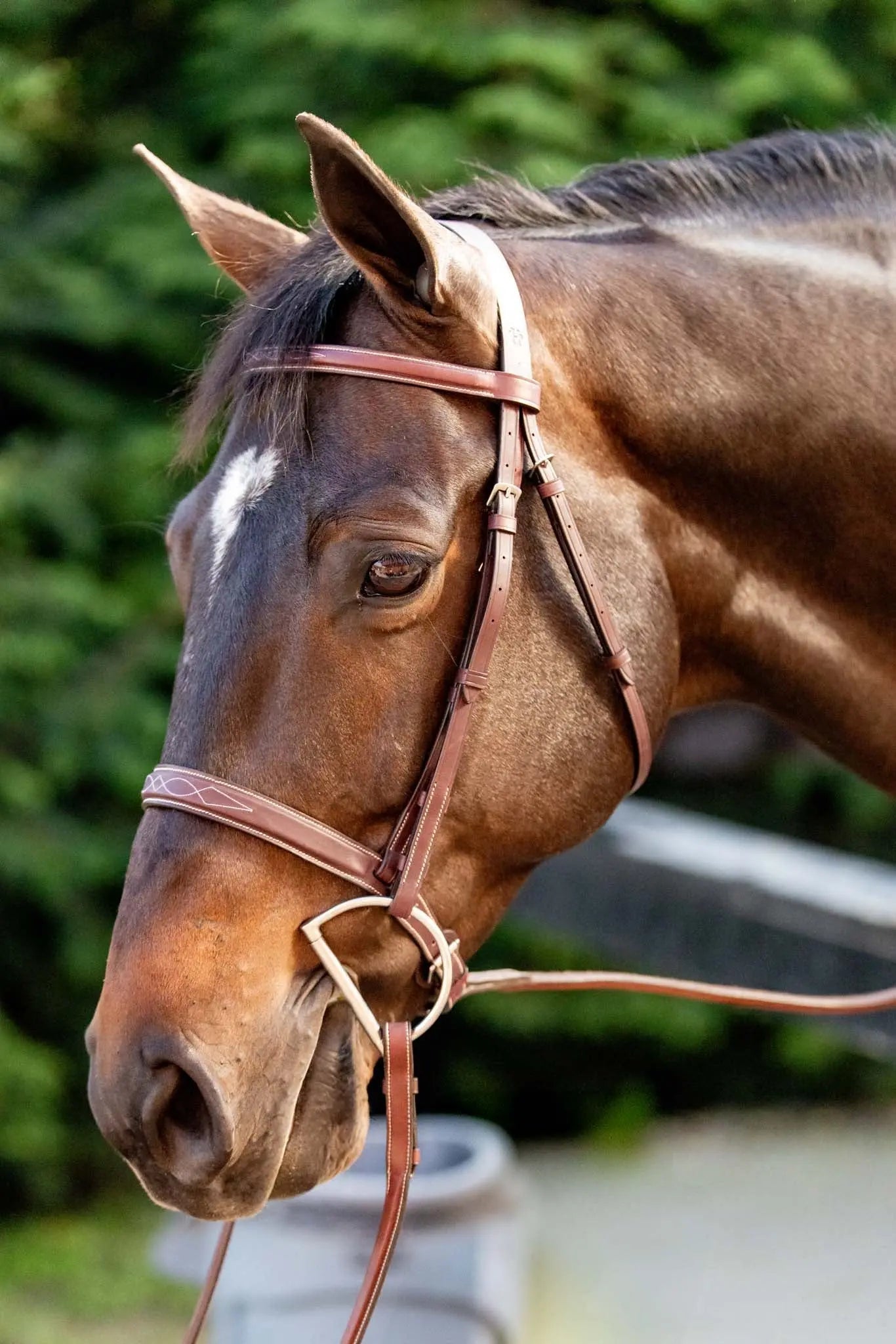 Brown horse wearing a bridle with a blurred green background
