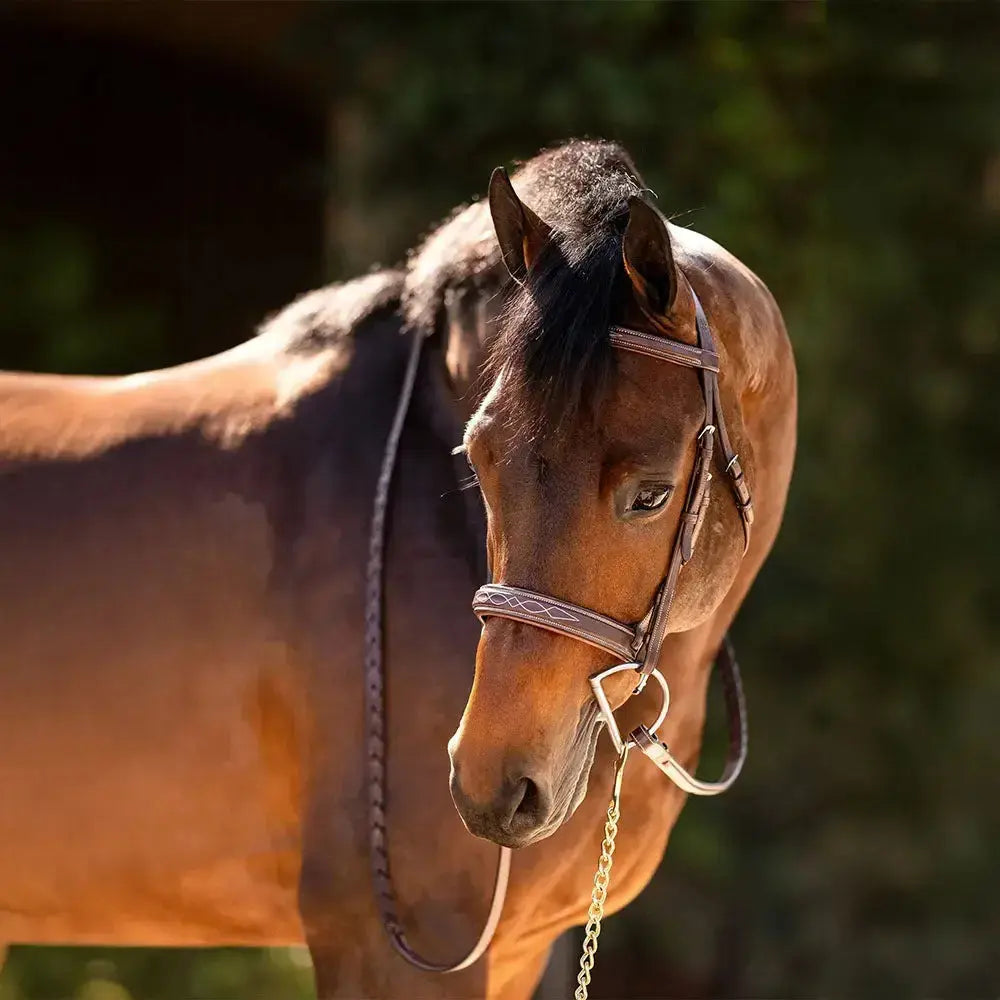 Brown horse with a bridle standing in a natural setting