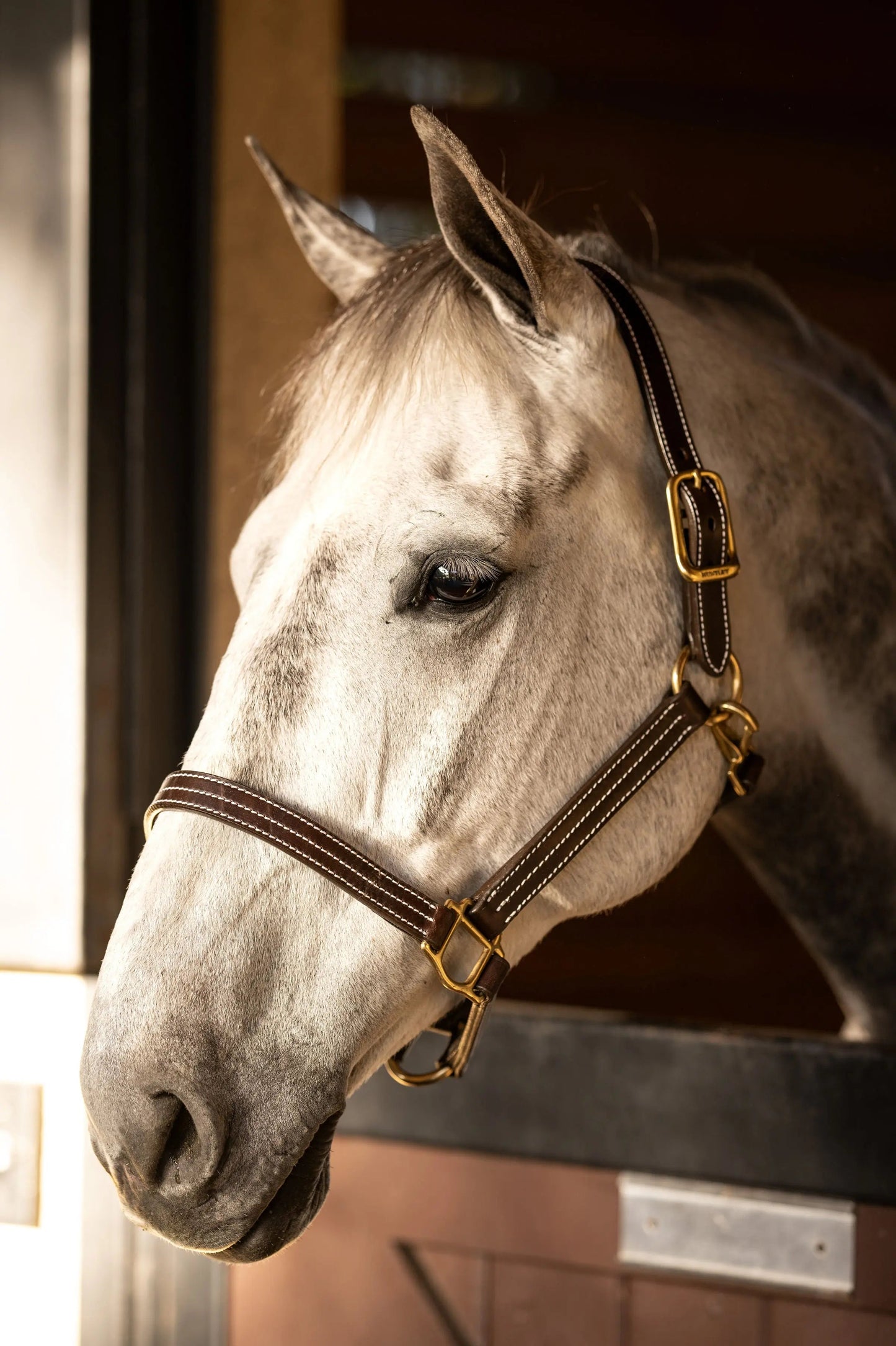 White horse wearing a bridle inside a stable