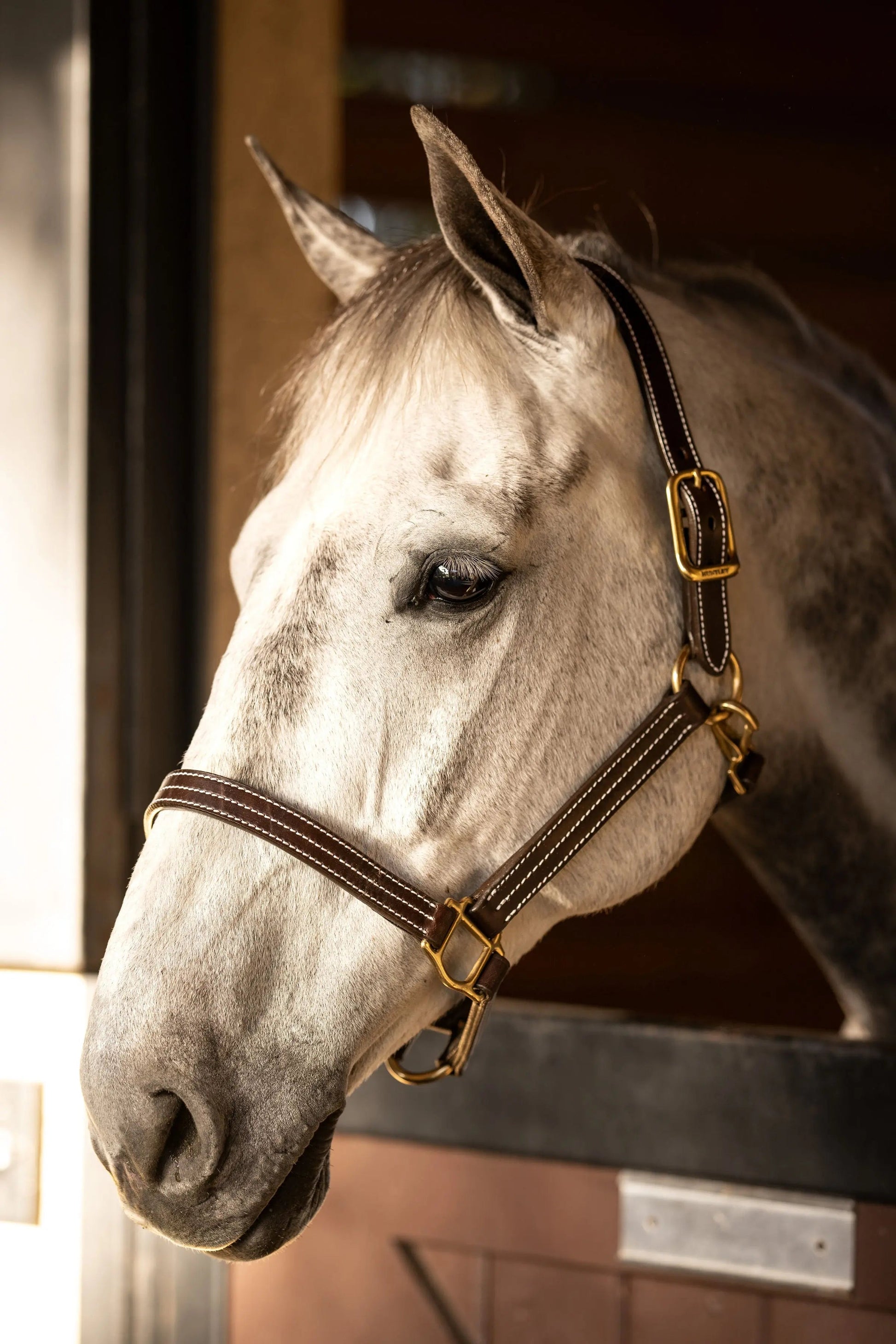White horse wearing a bridle inside a stable