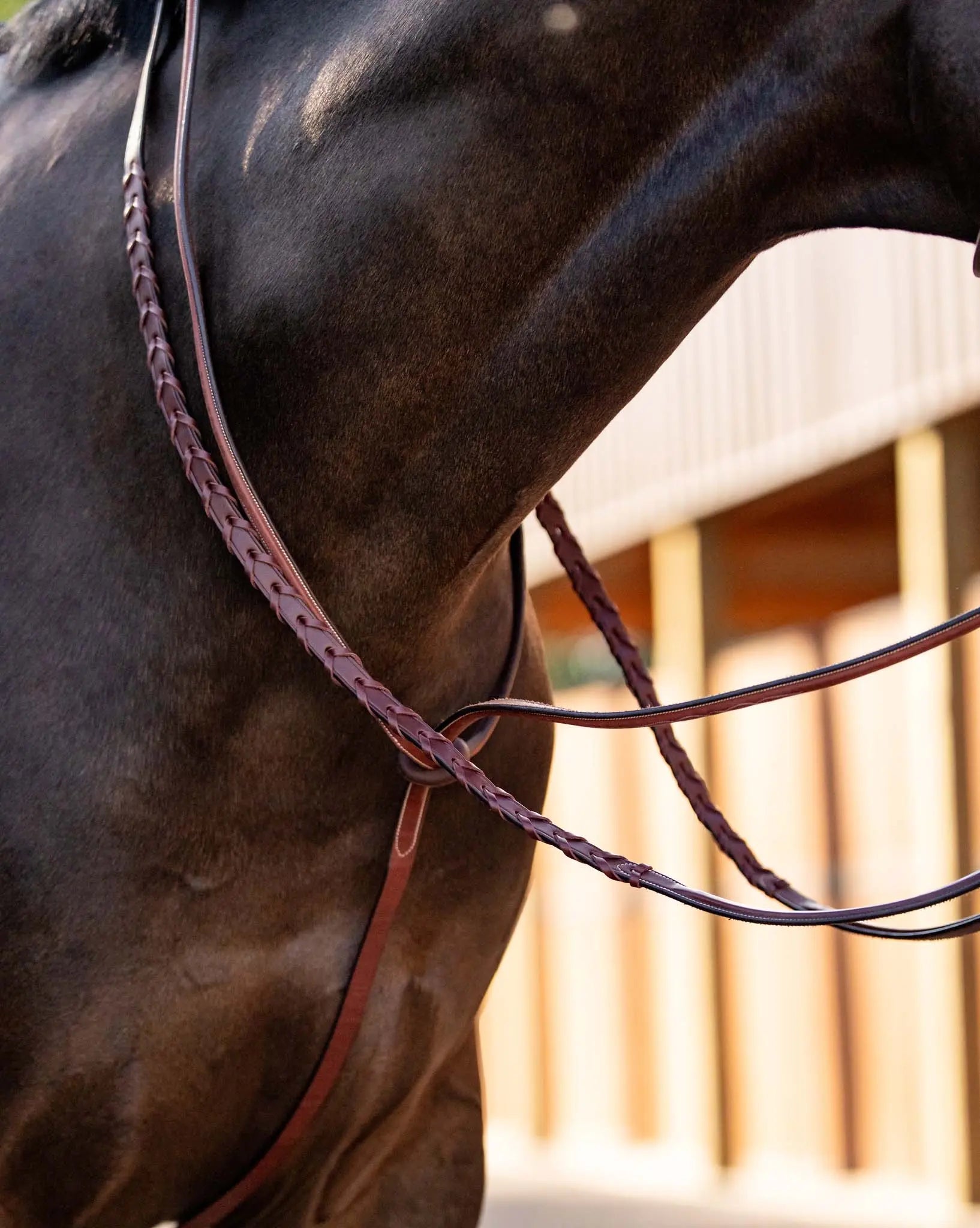 Close-up of a horse wearing a bridle with a blurred background