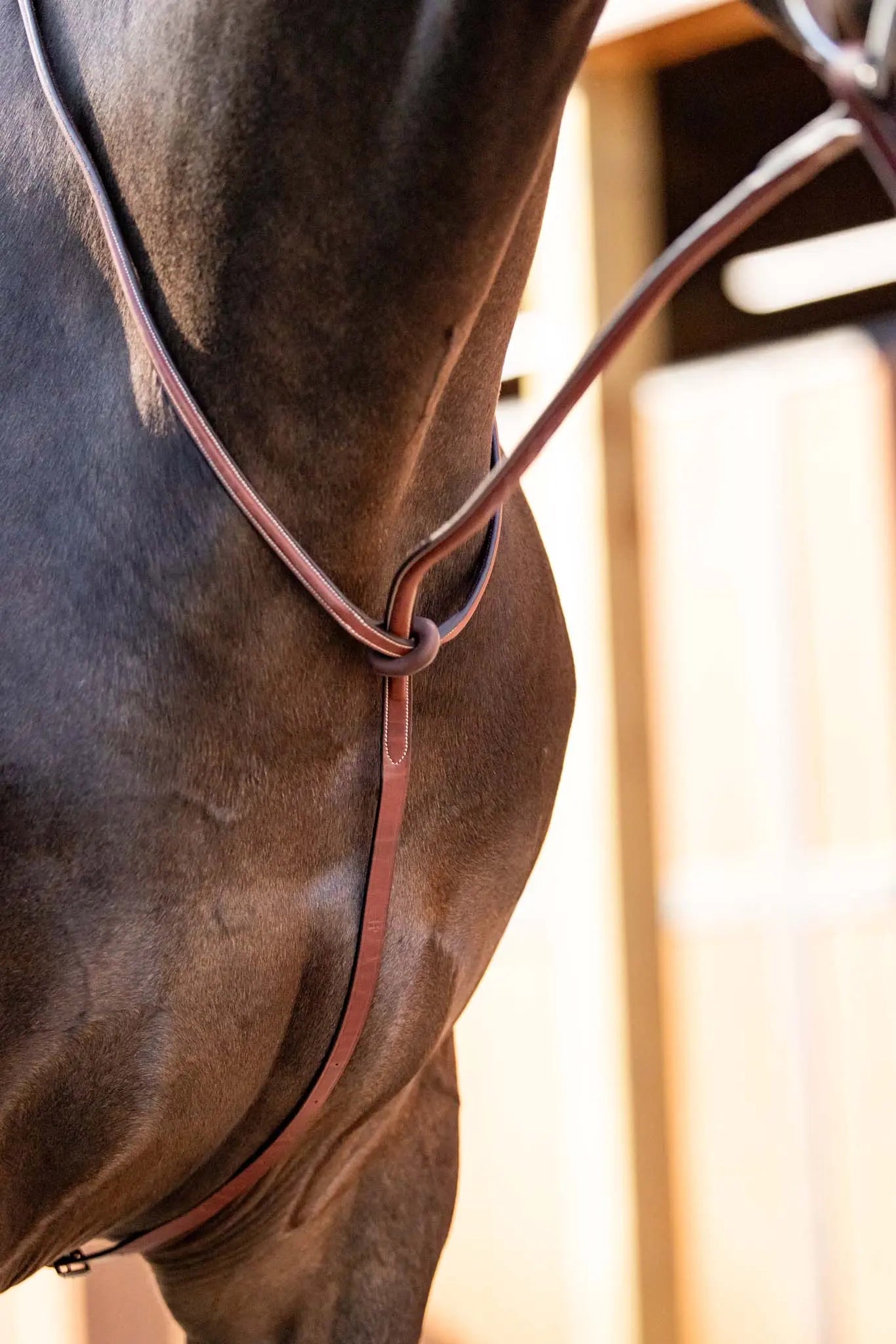 Close-up of a horse wearing a bridle with a blurred background