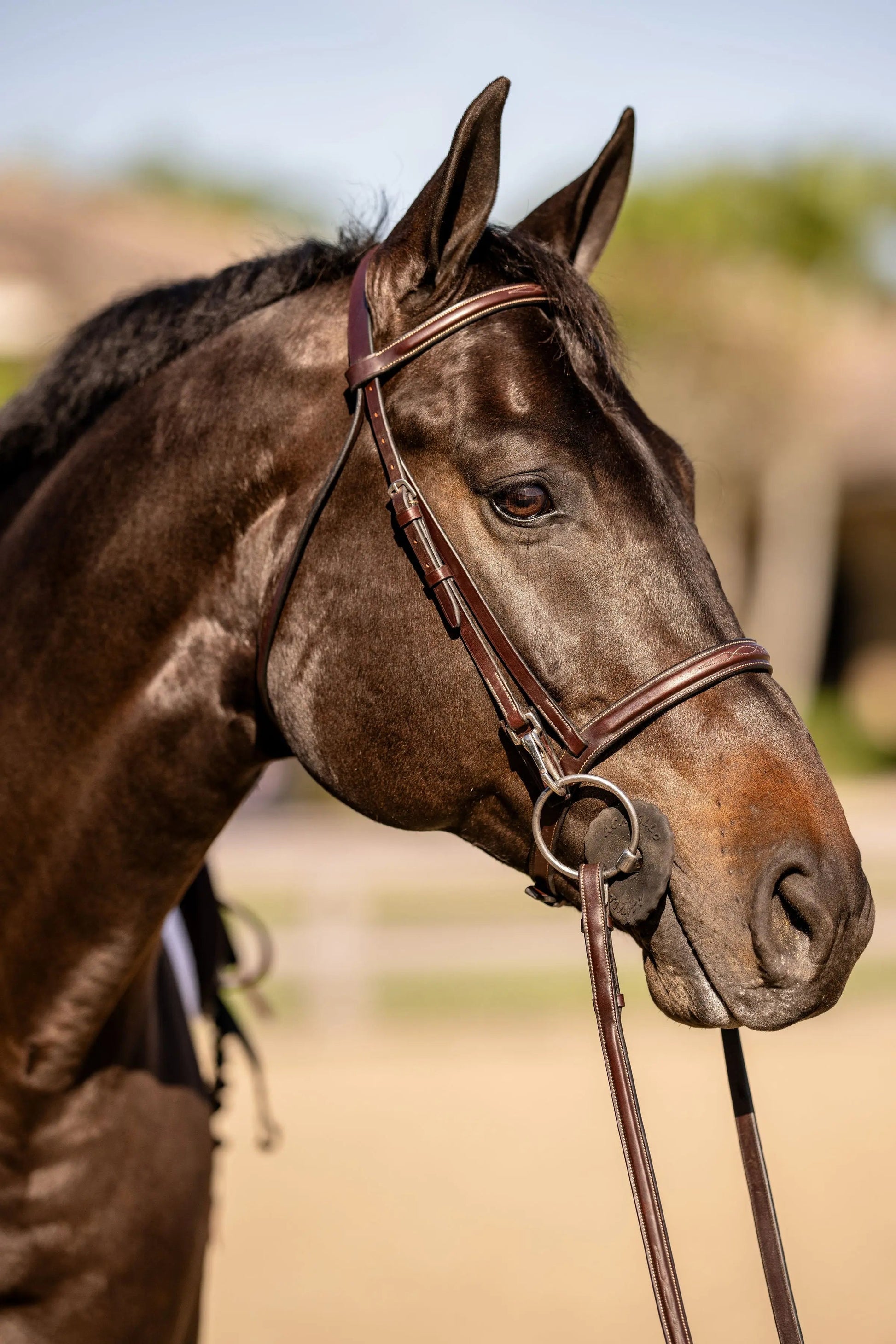 Brown horse wearing a bridle with a blurred background