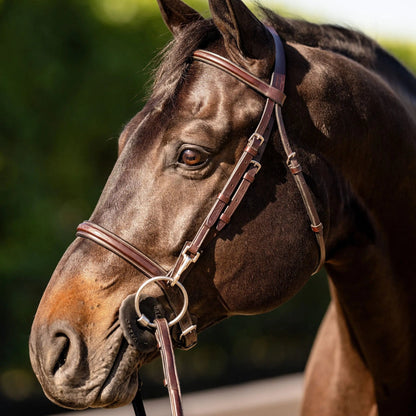 Close-up of a brown horse wearing a bridle with a blurred green background