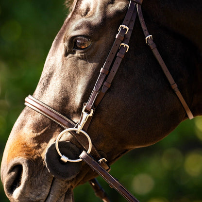 Close-up of a horse's head wearing a bridle with a blurred green background