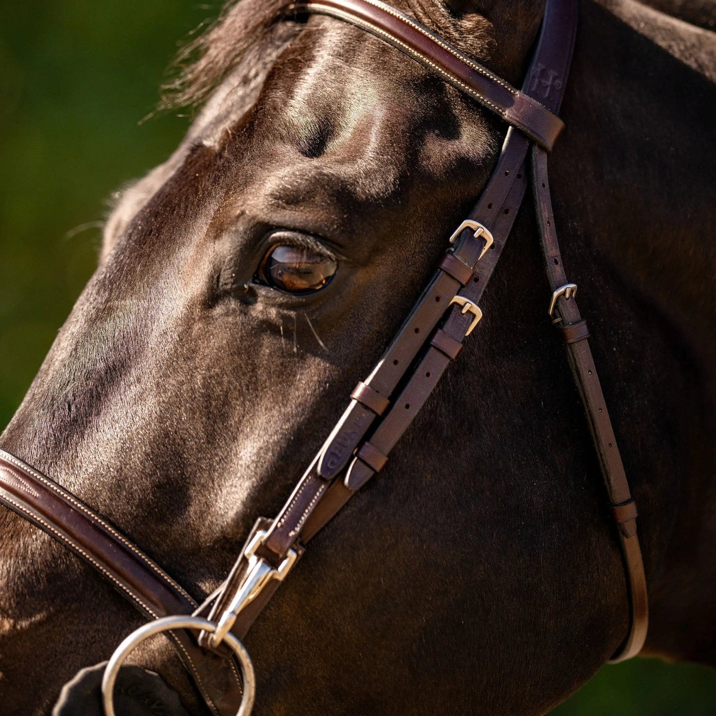 Close-up of a horse's face wearing a bridle with a blurred green background