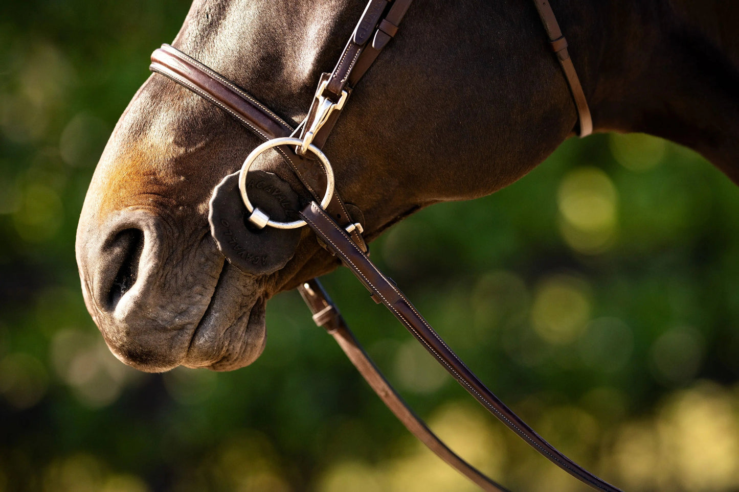 Close-up of a horse's head with a bridle against a blurred green background