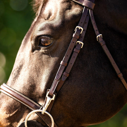 Close-up of a horse's face wearing a bridle with a blurred green background