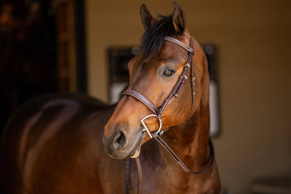 Brown horse wearing a bridle with a blurred background
