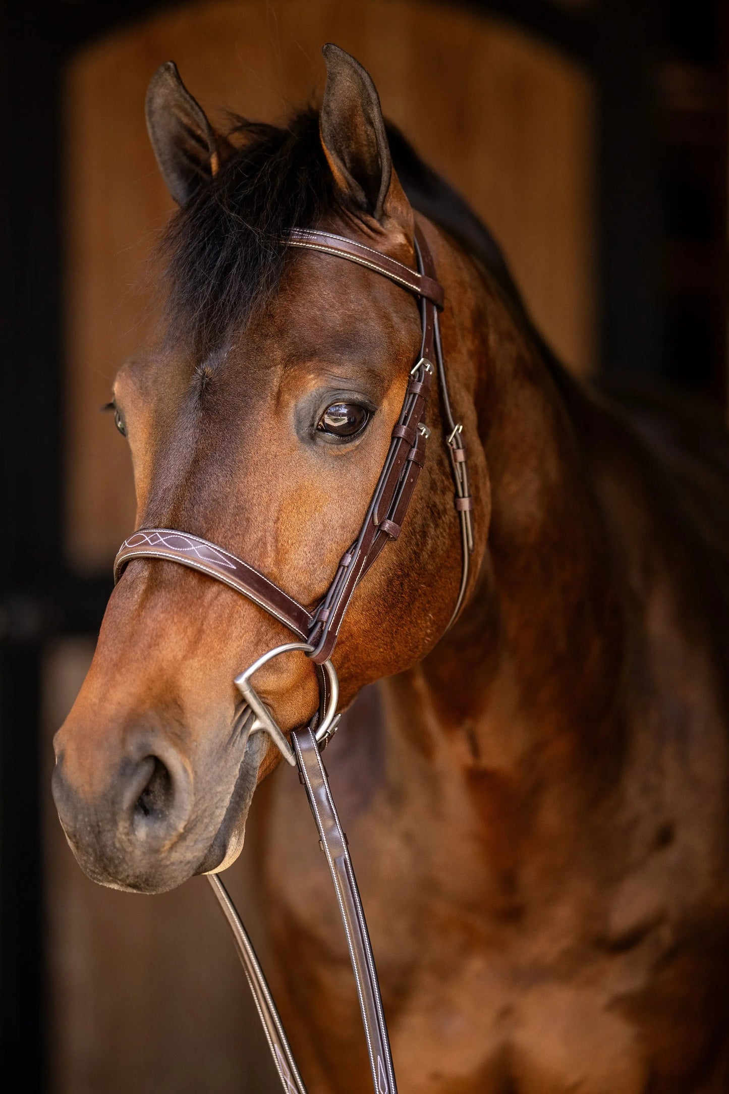 Brown horse wearing a bridle with a blurred background