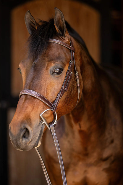 Brown horse wearing a bridle with a blurred background