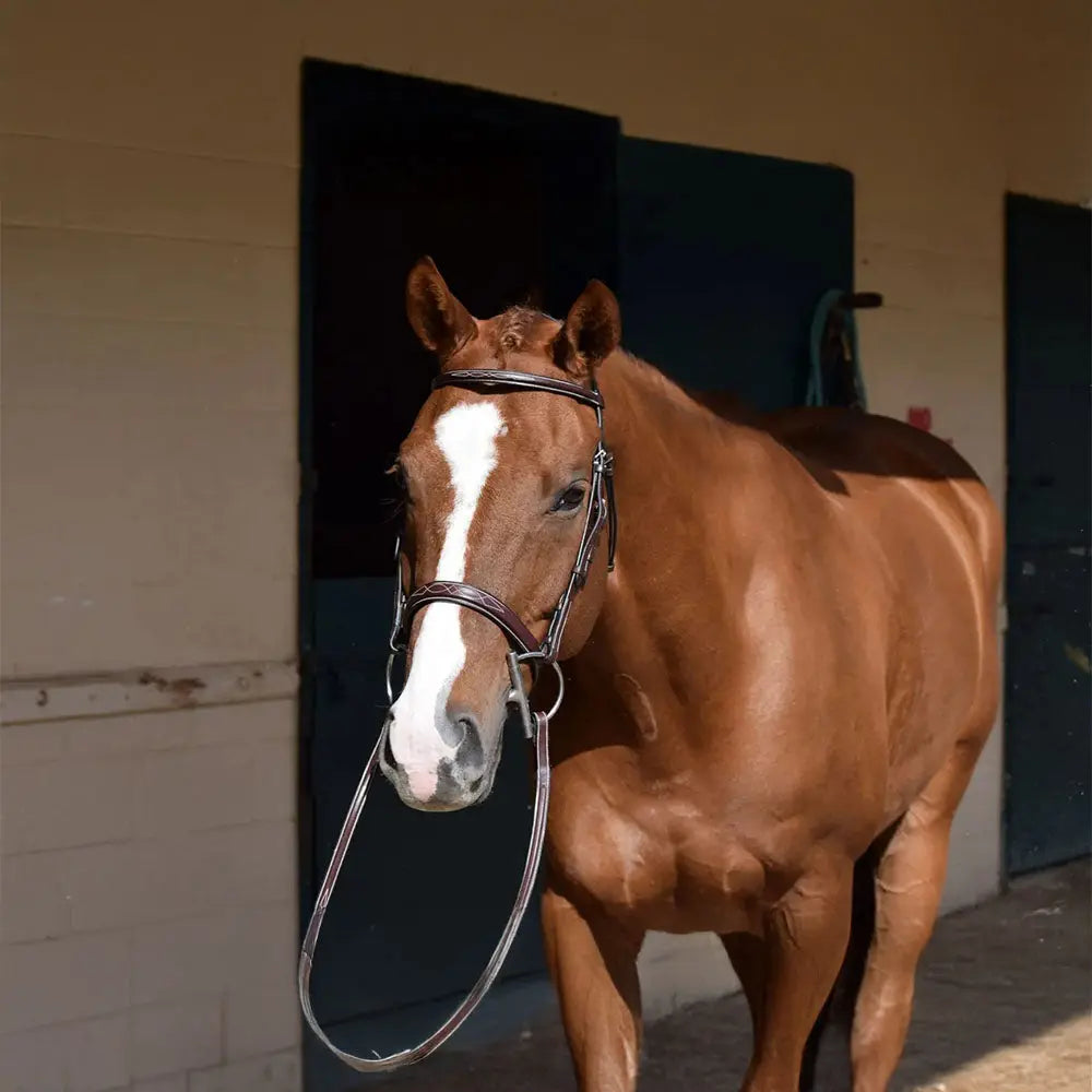 Brown horse with a white blaze standing in front of stable doors.