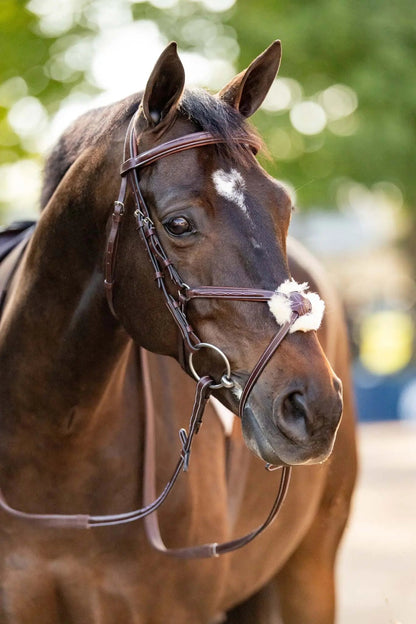 Brown horse wearing a bridle with a blurred green background
