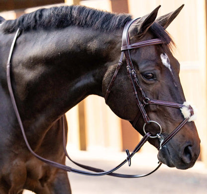 Close-up of a horse wearing a bridle with a blurred background