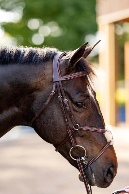 Close-up of a horse wearing a bridle with a blurred background
