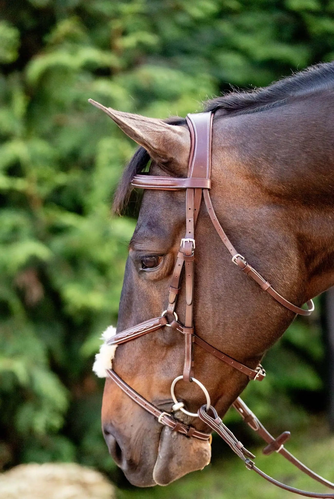 Close-up of a horse wearing a bridle with a blurred green background