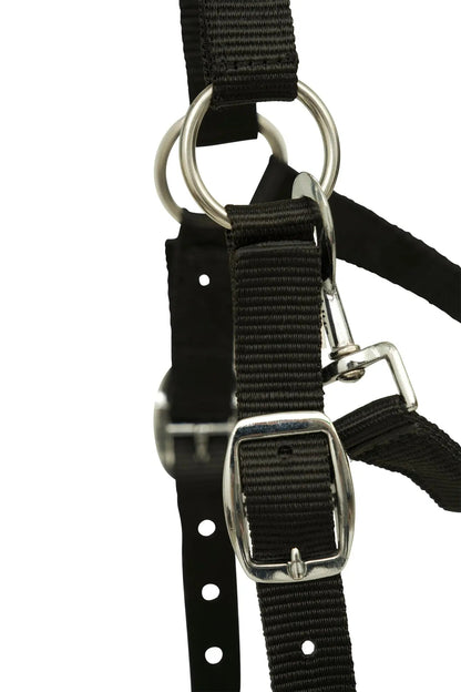 Black halter with metal rings on a white background